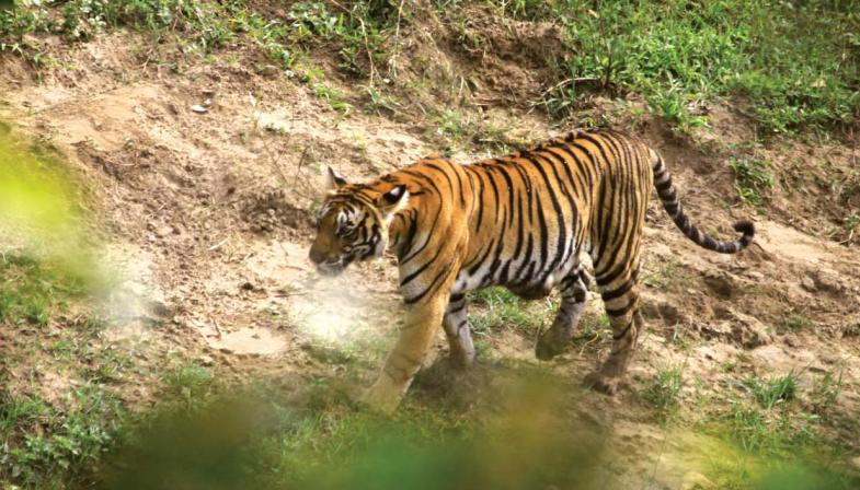Project Tiger